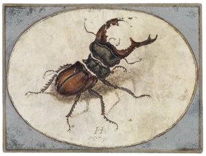 Szarvasbogár (Albrecht Dürer után)